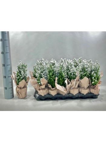 CHAM L ELLWOODII HAVAS PAPÍR CSOMAGOLT