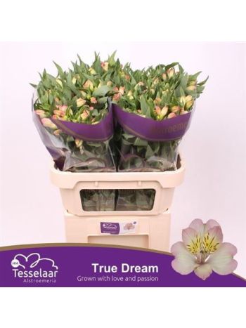 ALSTR TRUE DREAM