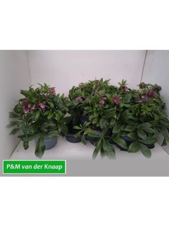 HELL OR VIV VICTORIA