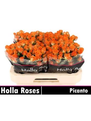 R TR PICANTO 60CM
