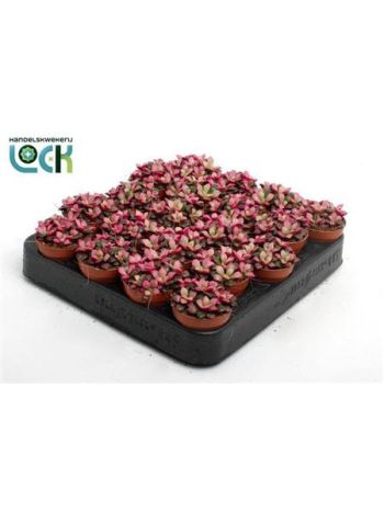 ANNECAMPSEROS SUNRISE