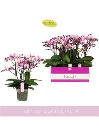 PHAL BELLISSIMO ANGELO