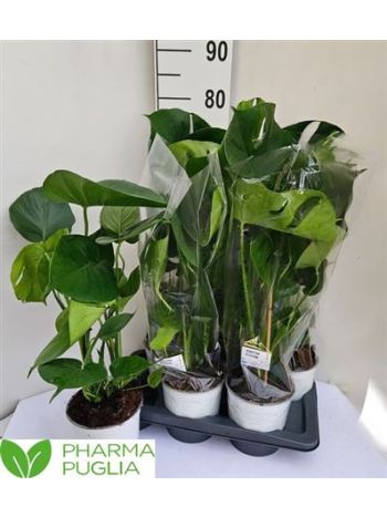 MONSTERA DELICIOSA