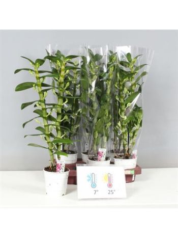 DENDR N 2 ÁG APOLLON