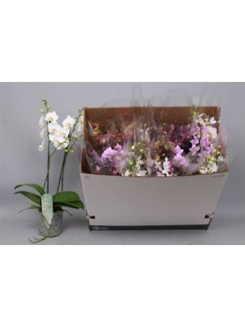 PHAL MF GEM 2 ÁG DOBOZOS