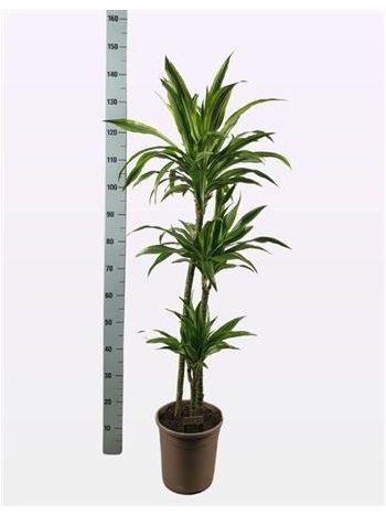 DRA DE LEMON LIME 3 TÖRZSES