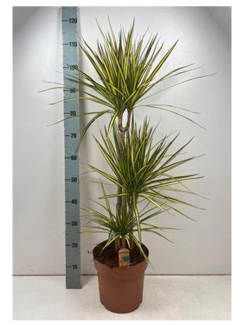 DRA MARG SUNRAY 3 TÖRZSES