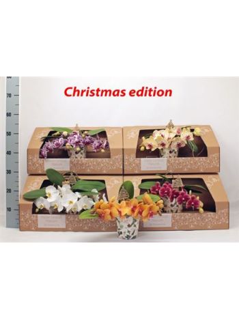 PHAL TABLE ORCHIDS DOBOZOS