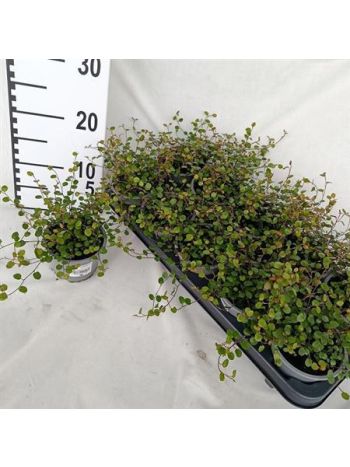 MUEHLENBECK COM MAOR