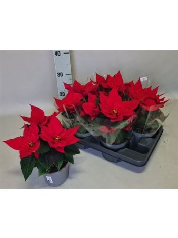 EUPHOR P CHR FEELING