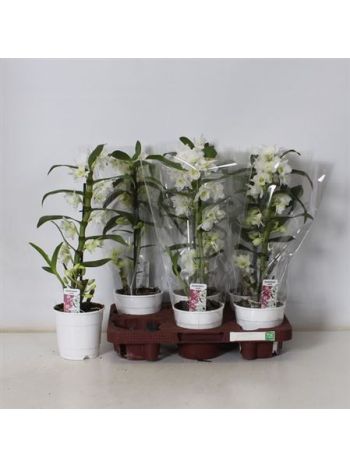 DENDR N 1 ÁG APOLLON