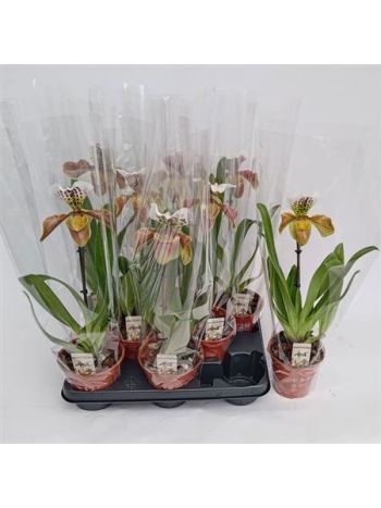 PAPH AMERIKA HYB GEM