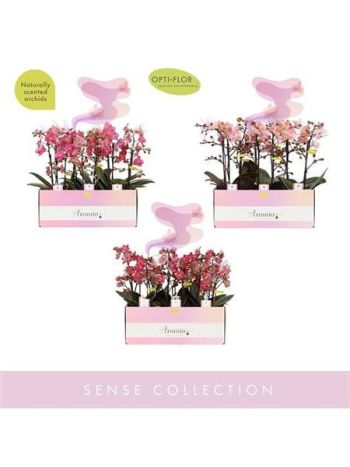 PHAL 2 ÁG AROMIO MIX ILLATOS