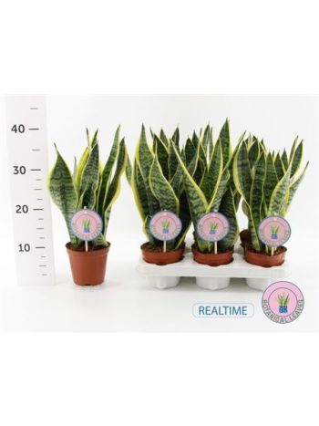 SANSEV FUTURA SUPERB