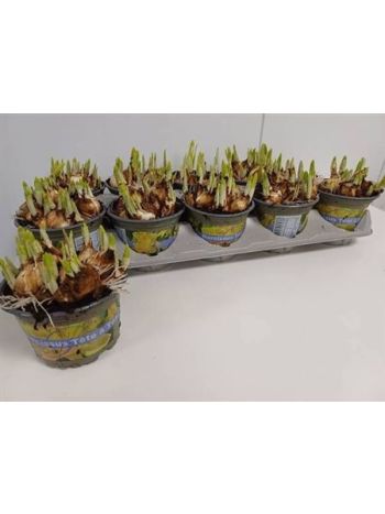 NARCIS O TETE A TETE