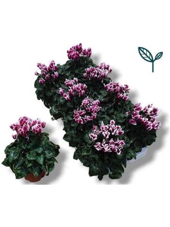 CYCL KL FANTASIA PAARS