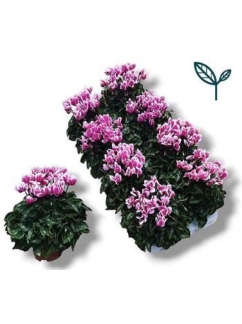 CYCL KL FANTASIA ROZE