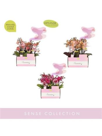 PHAL 2 ÁG AROMIO MINI MIX ILLATOS