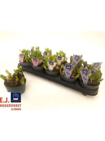 HYACIN MULTIFLORA GEM