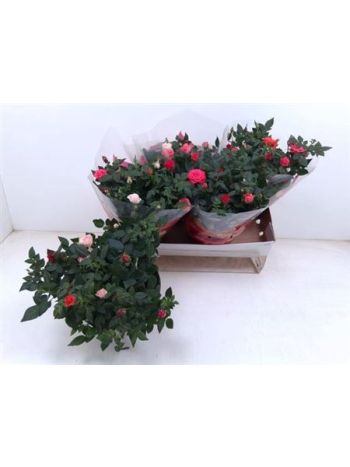 RO FAV FESTIV 2 COLOURS GEM