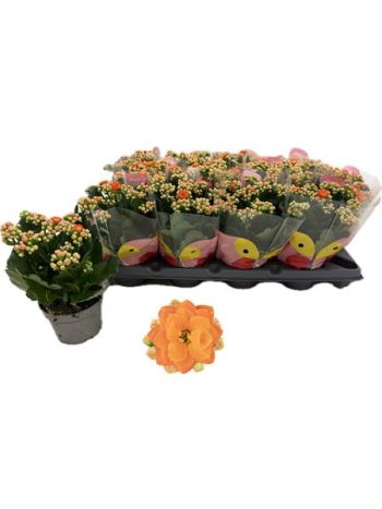 KAL GE R FLOW STINNA