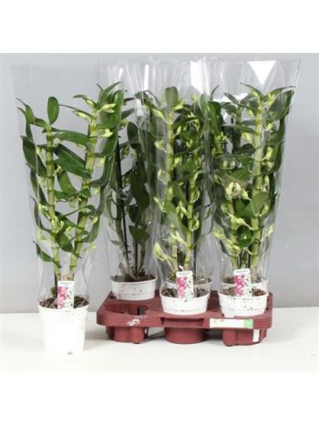 DENDR N 2 ÁG APOLLON