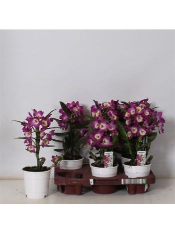 DENDR N 2 ÁG AKATSUKI