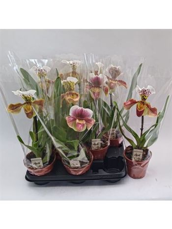 PAPH AMERIKA HYB GEM