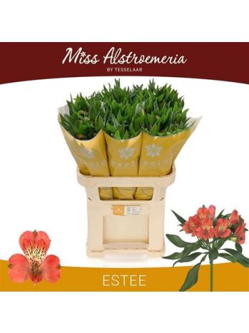 ALSTR ESTEE