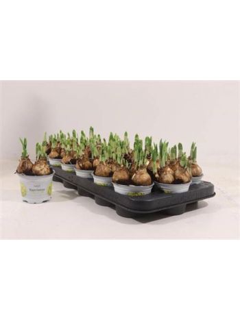 NARCIS O TETE A TETE