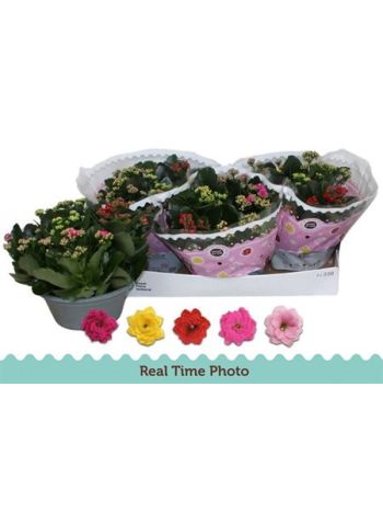 KAL ROSALIE TÖBB SZÍNŰ TÁL