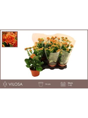 KAL GE VOLCAN ORANGE