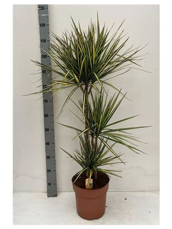 DRA MARG SUNRAY 3 TÖRZSES