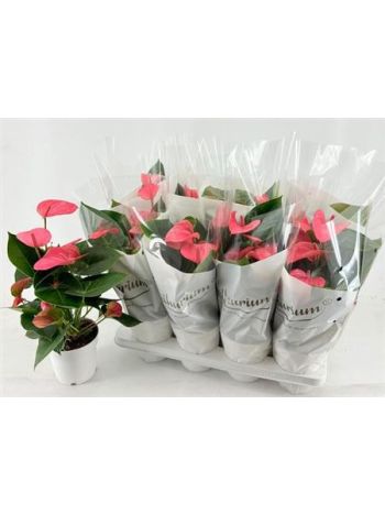 ANTHU AN PINK CHAMPI