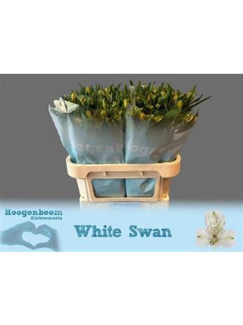ALSTR WHITE SWAN