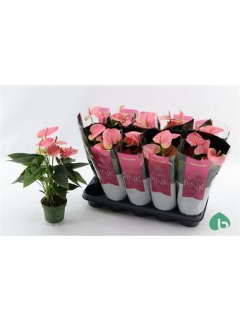 ANTHU AN SWEET DREAM