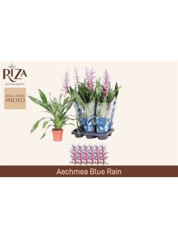 AECH BLUE RAIN AKCIO
