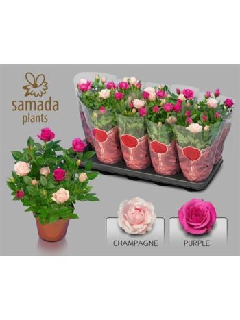 ZZ RO CLASSIC STAR 2 SZÍNŰ