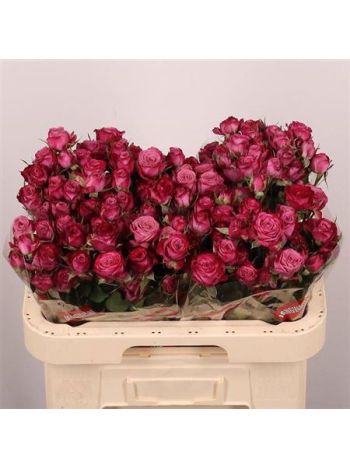 R TR PURPLE QUEEN 60CM