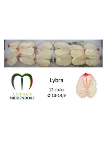 ANTH A LYBRA *12