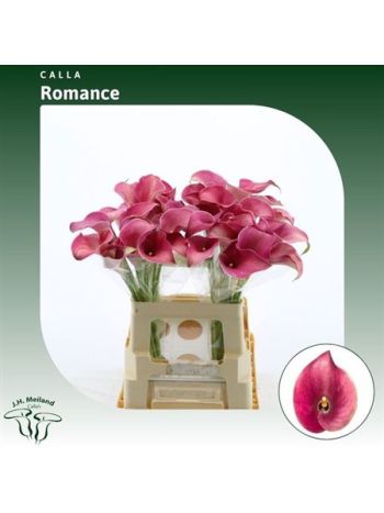 ZANT CAPT ROMANCE 60CM