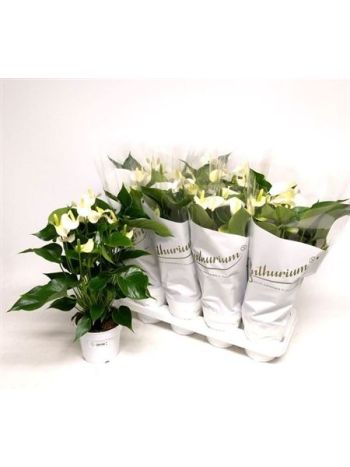 ANTHU AN WHITE CHAMP