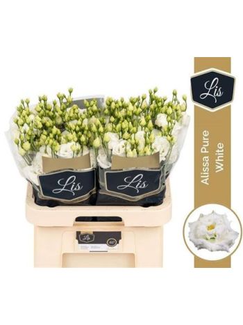 EUS G ALISSA PUR WHI