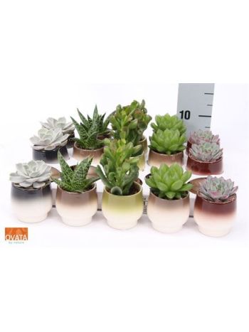 SUCC GEM KASPÓS *15