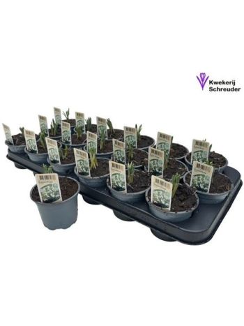 GALANTHUS NIV IN POT