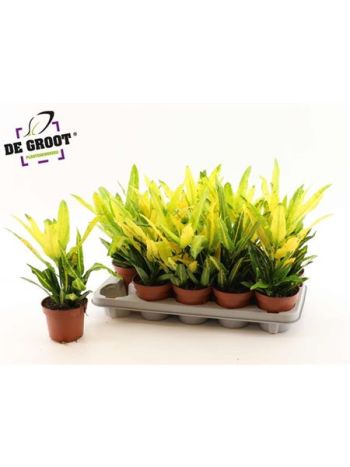 COD KL SUNNY STAR AKCIO