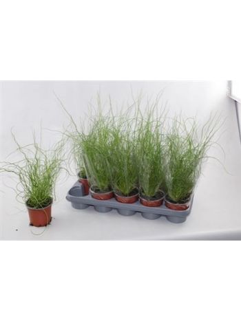 JUNCUS EF SPIRALIS