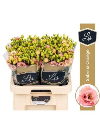 EUS G SABRINA ORANGE