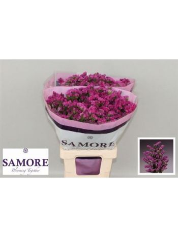 LIM S ROSA SUN BIRDS 70CM