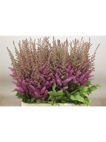 ASTIL C BLACK N BLUE